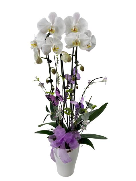 Moravian florist - Moravian Florist | 5 followers on LinkedIn. Moravian Florist is a local florist located in Staten Island, New York (NY) providing you with online flower delivery so you can send flowers, gift ...